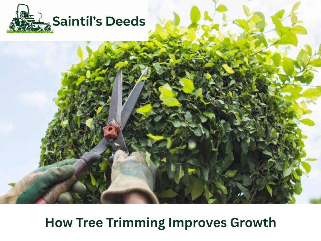 Tree Trimming