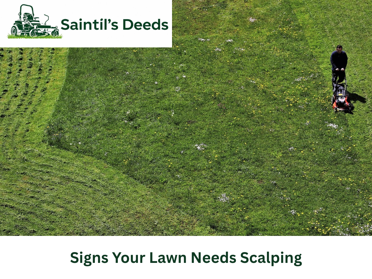 Lawn Scalping
