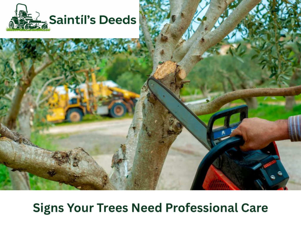 Lawn Aeration and Tree Care