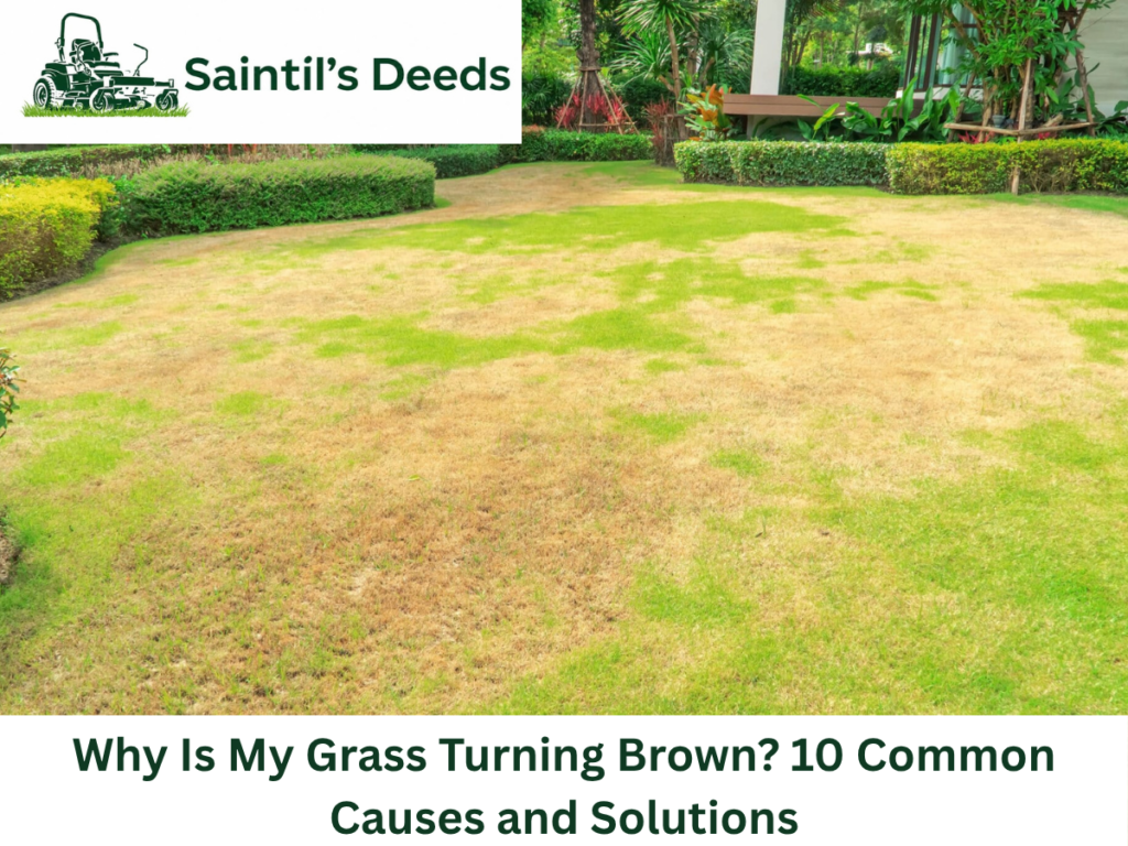 grass turning brown